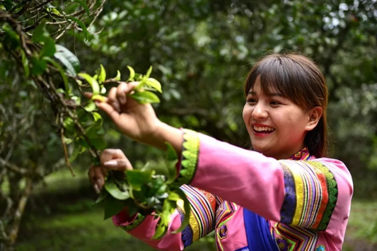 Menghai, Yunnan: Protecting the Most Beautiful Tea Garden