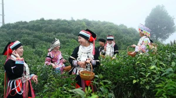 Malipo, Yunnan: Climbing the Spring Mountain for Spring Tea Picking