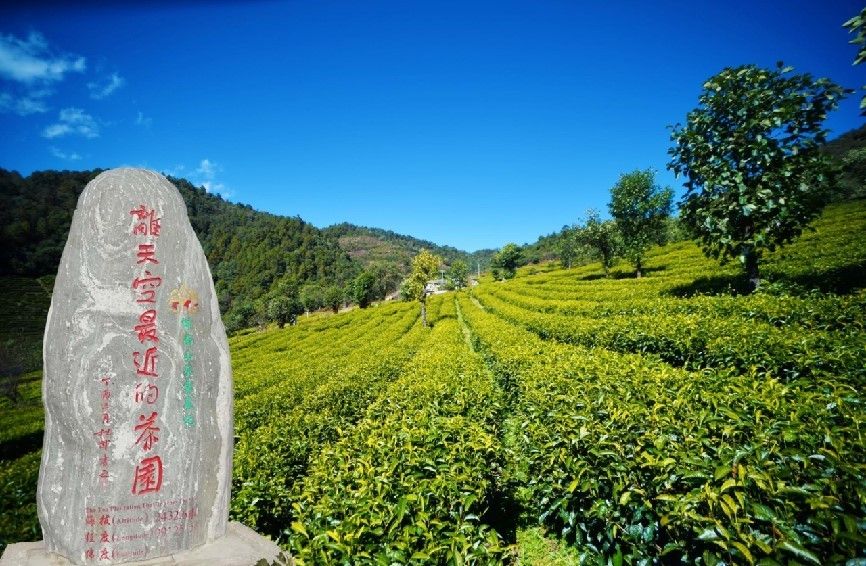 The Tea Garden Closest To The Sky